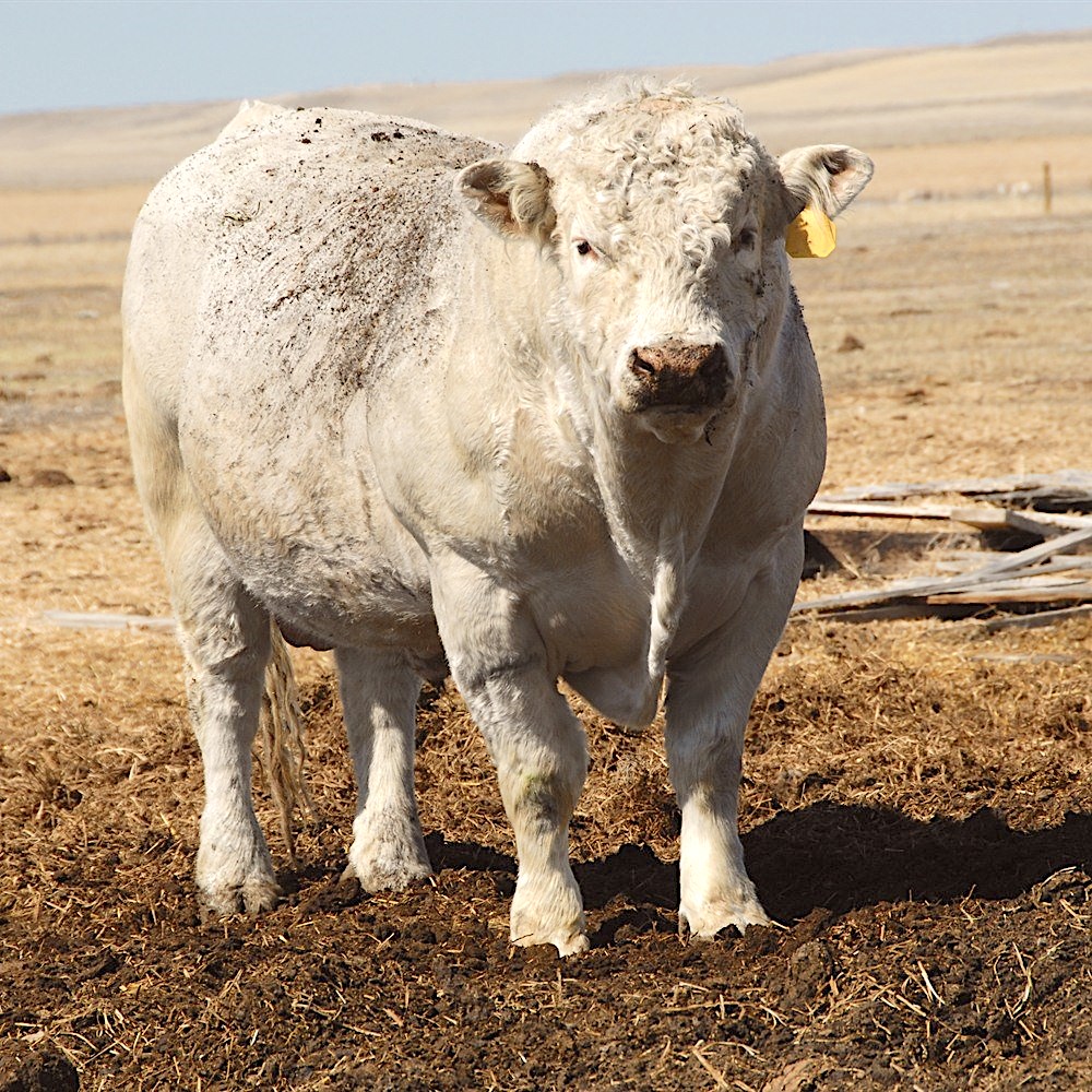 DeBruycker Charolais Bull