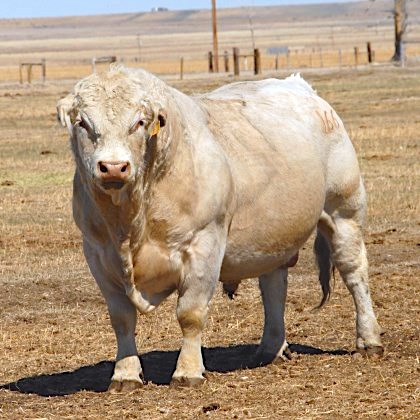 DeBruycker Charolais bull 