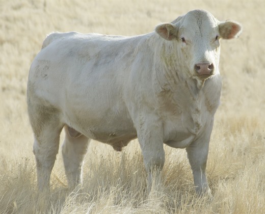 charolais herd sire photo