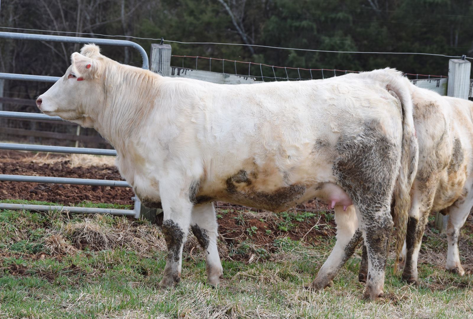 Charolais heifer