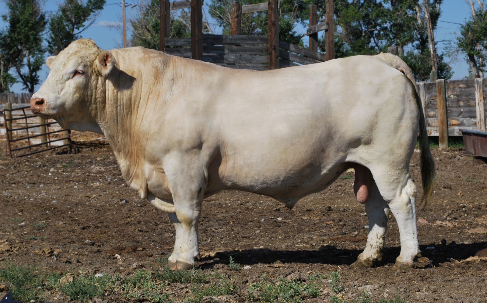 DeBruycker Charolais bull