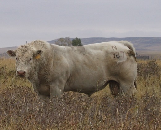 charolais herd sire photos