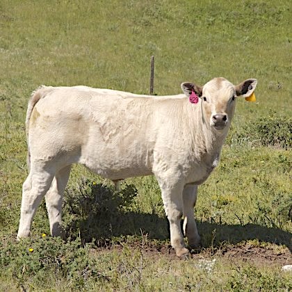 DeBruycker Charolais calf