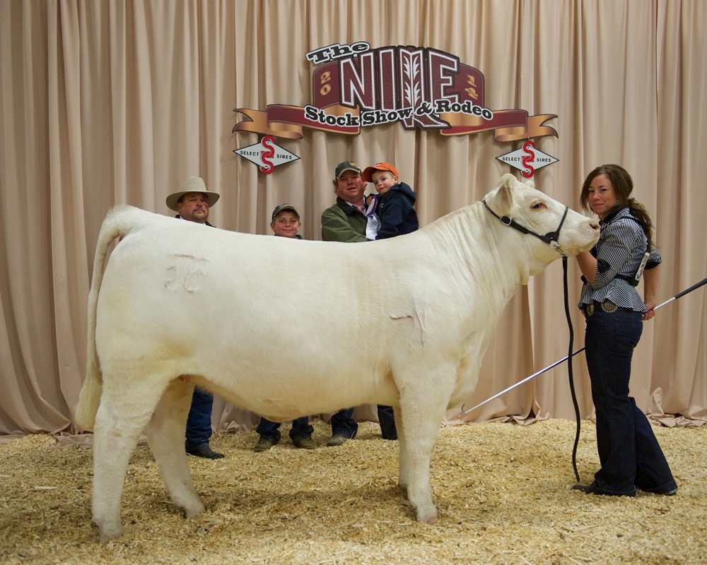 Charolais Bred Heifer