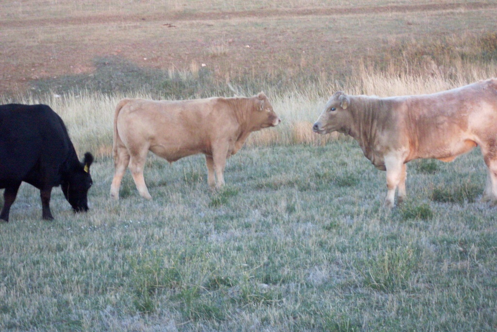 charolais crossed calves