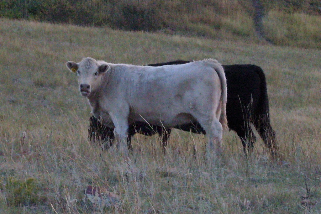 charolais cross calves