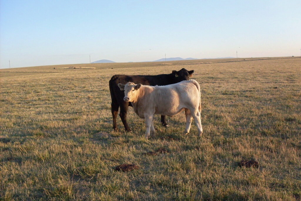 charolais cross calves at weaning