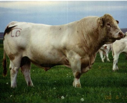 charolais herd sire photo