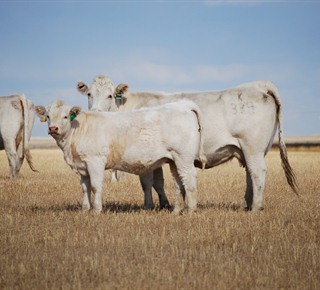 Charolais cows and calves
