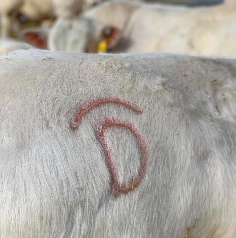 DeBruycker Charolais cattle branding