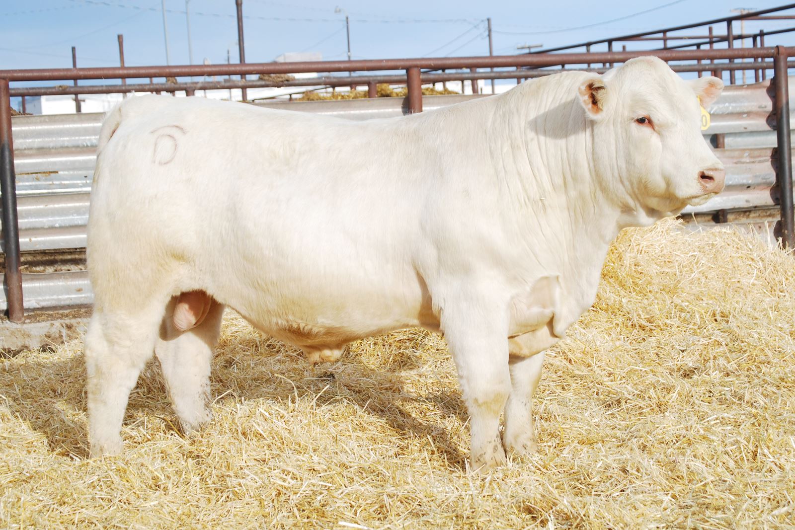 charolais high selling bull