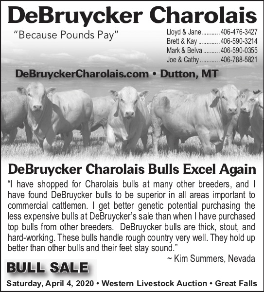 DeBruycker Charolais Bulls Excel Again