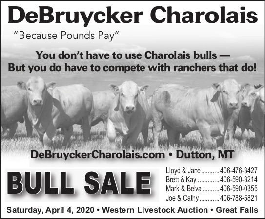 Bull sale