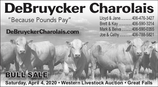 DeBruycker Charolais Bull Sale 2020