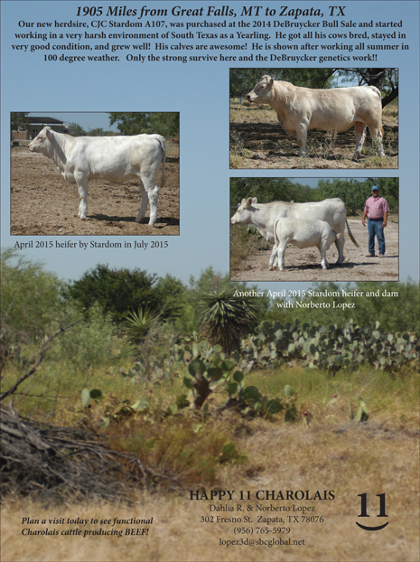 charolais bulls perform in tough climates