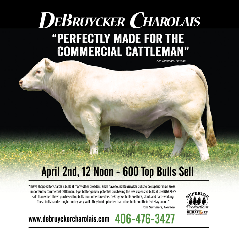 Charolais Bulls for Sale 