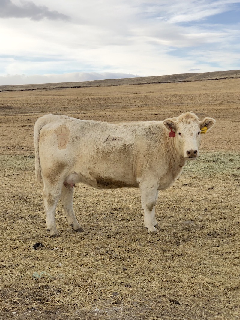 First calf heifer