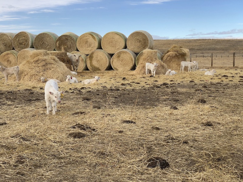 Heifer calves in straw