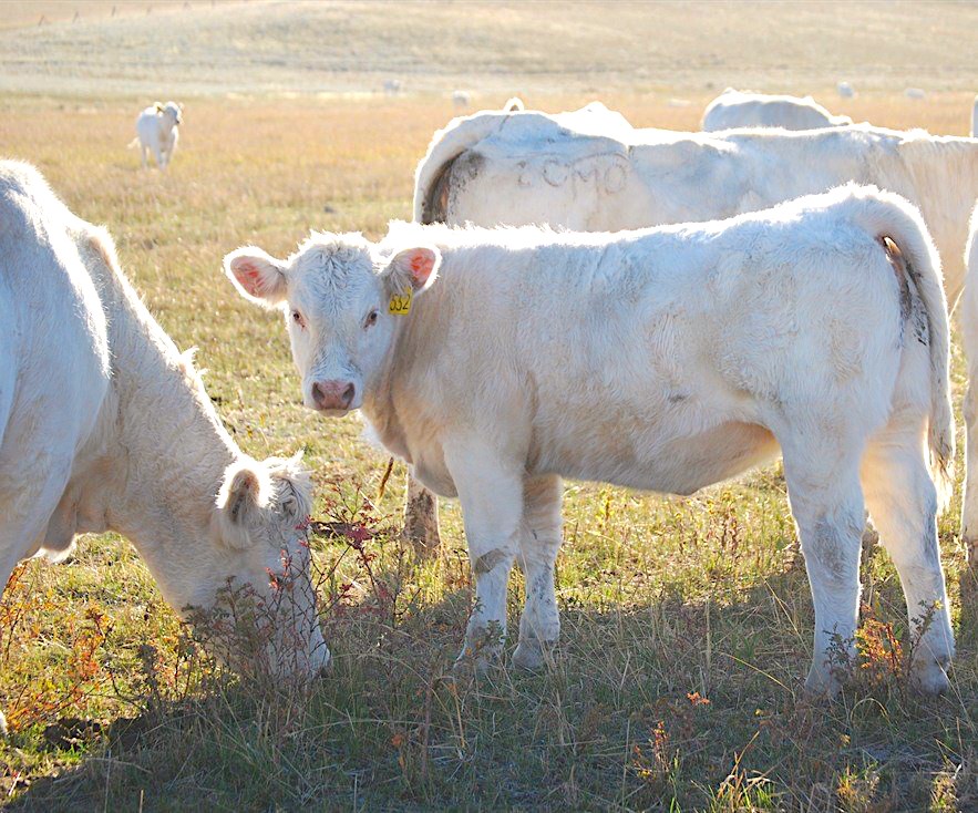 DeBrucyker Charolais Genetics