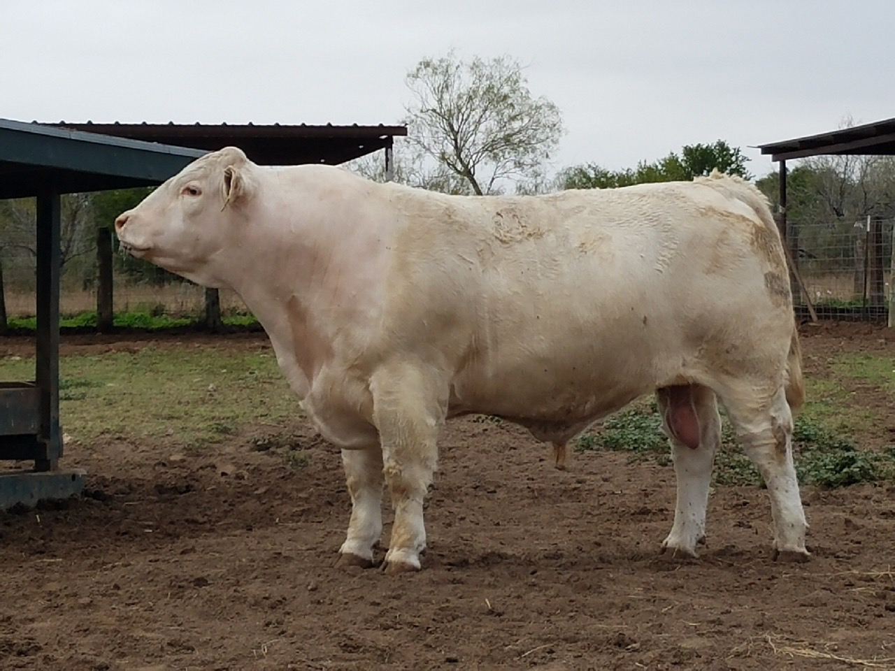 charolais bull