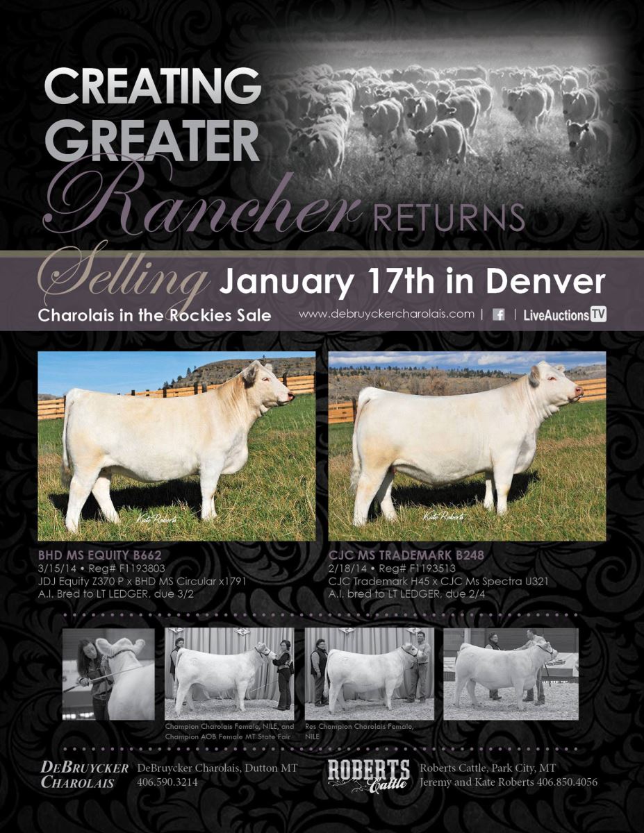 Charolais cattle for sale