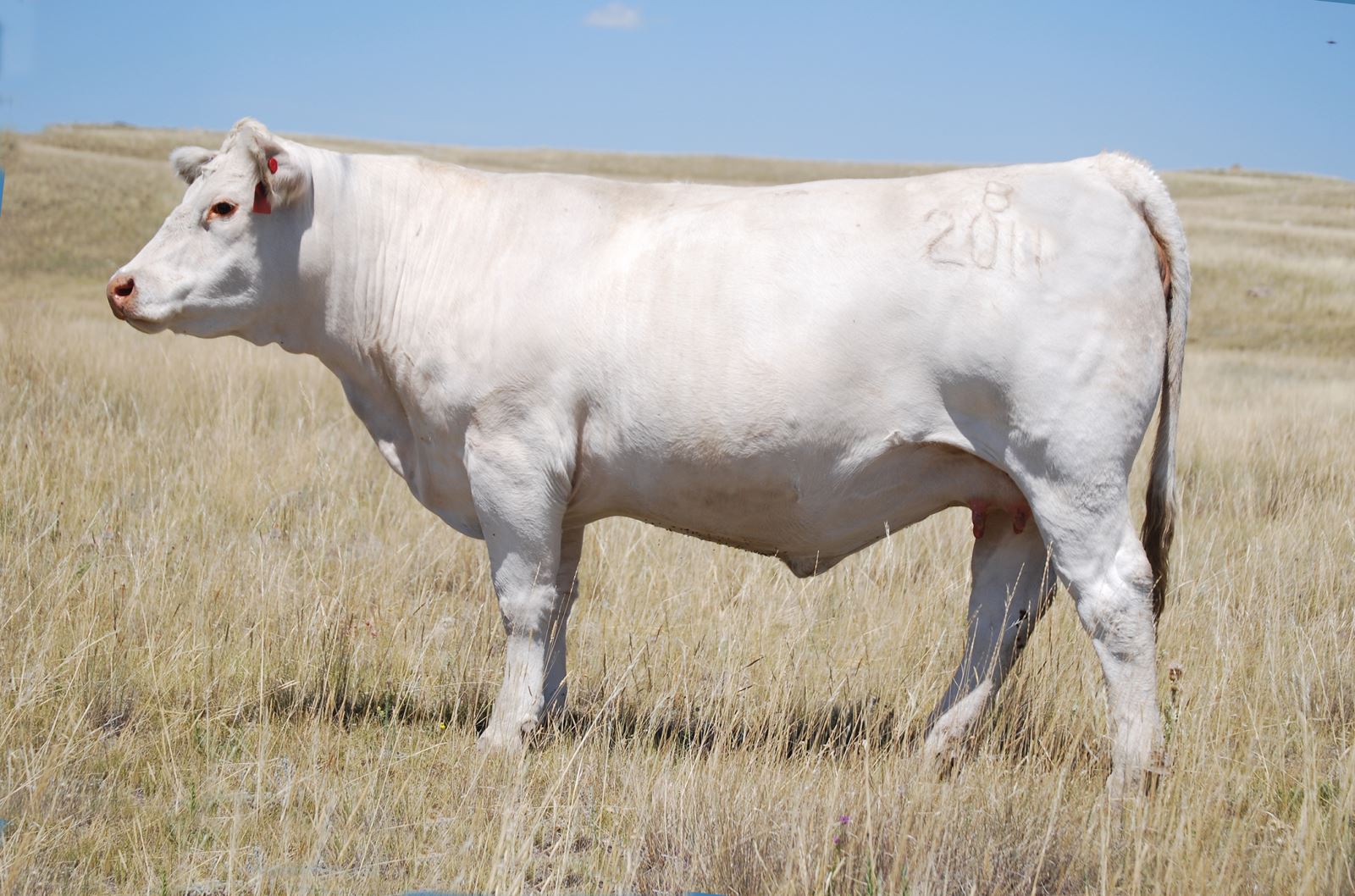 charolais cow