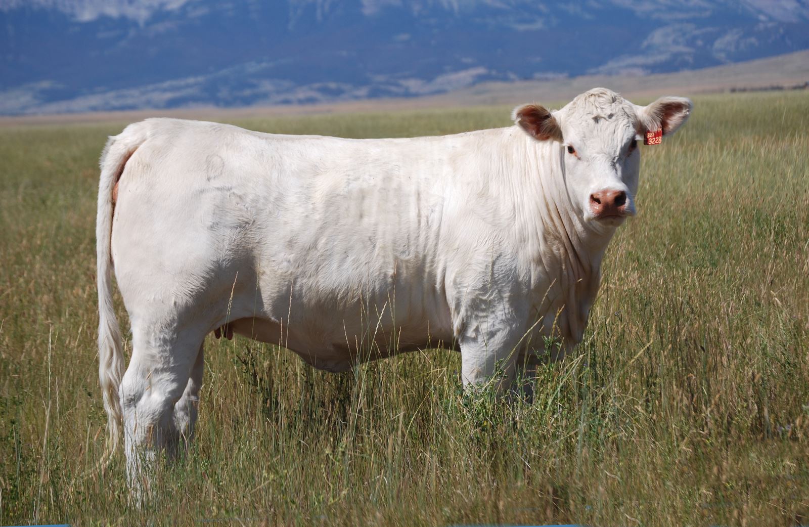 charolais cow