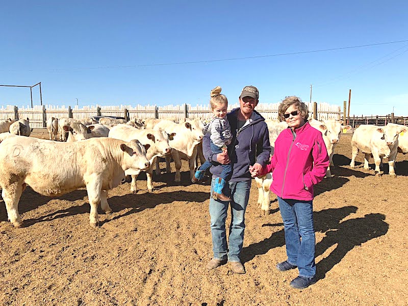 Two adults standing with some white Charolais bulls in a pen under a blue sky, facing the camera, one carrying a child