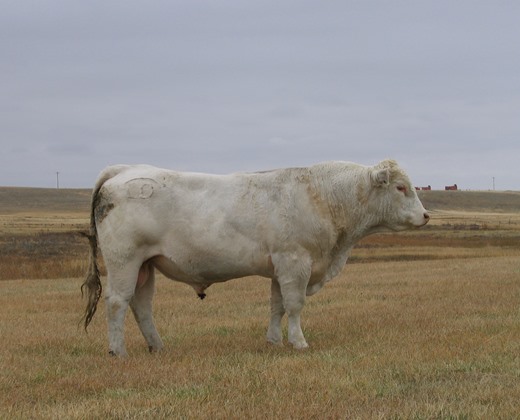 charolais herd sire photo