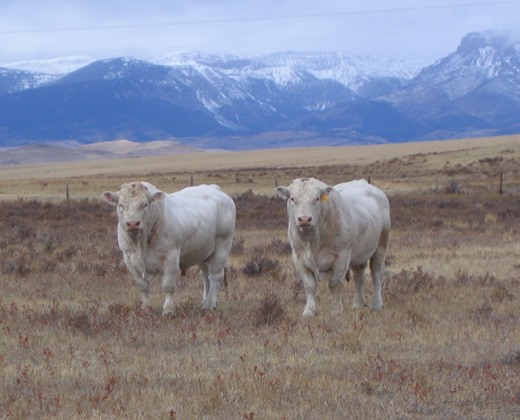 charolais herd sire photos