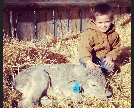 charolais bull calf