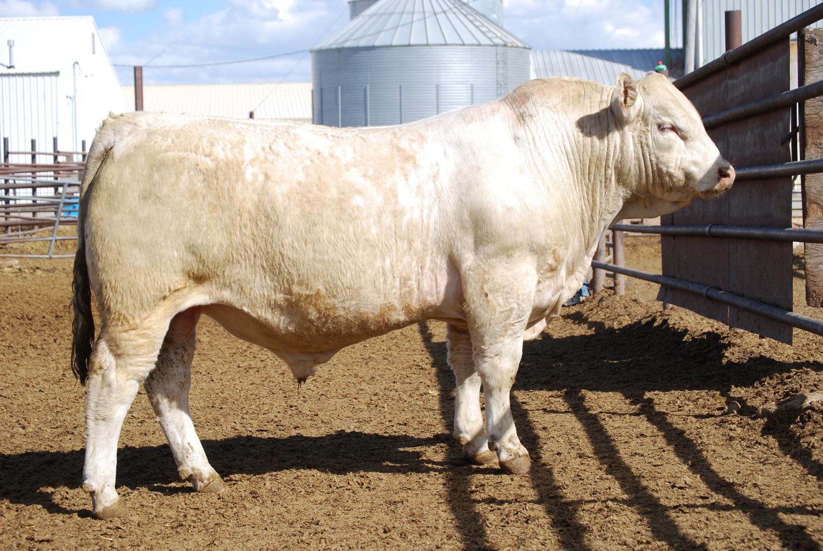 high selling charolais bull 2016 debruycker charolais bull sale