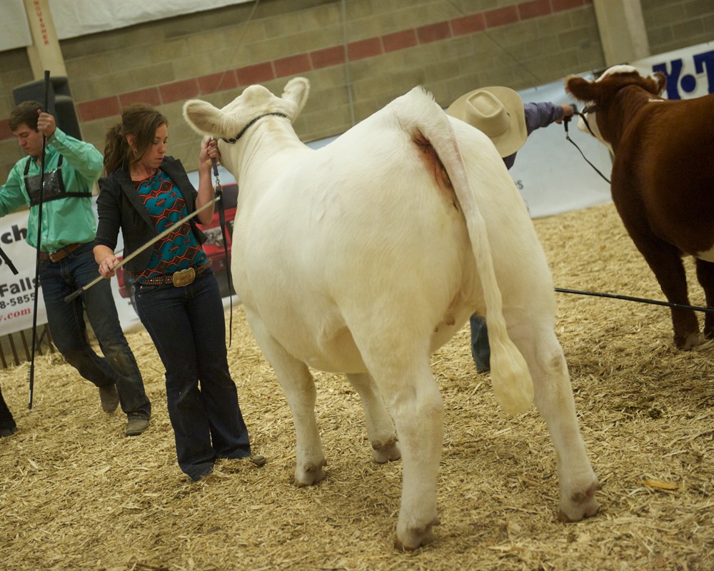 DeBruycker Charolais Bred Heifer