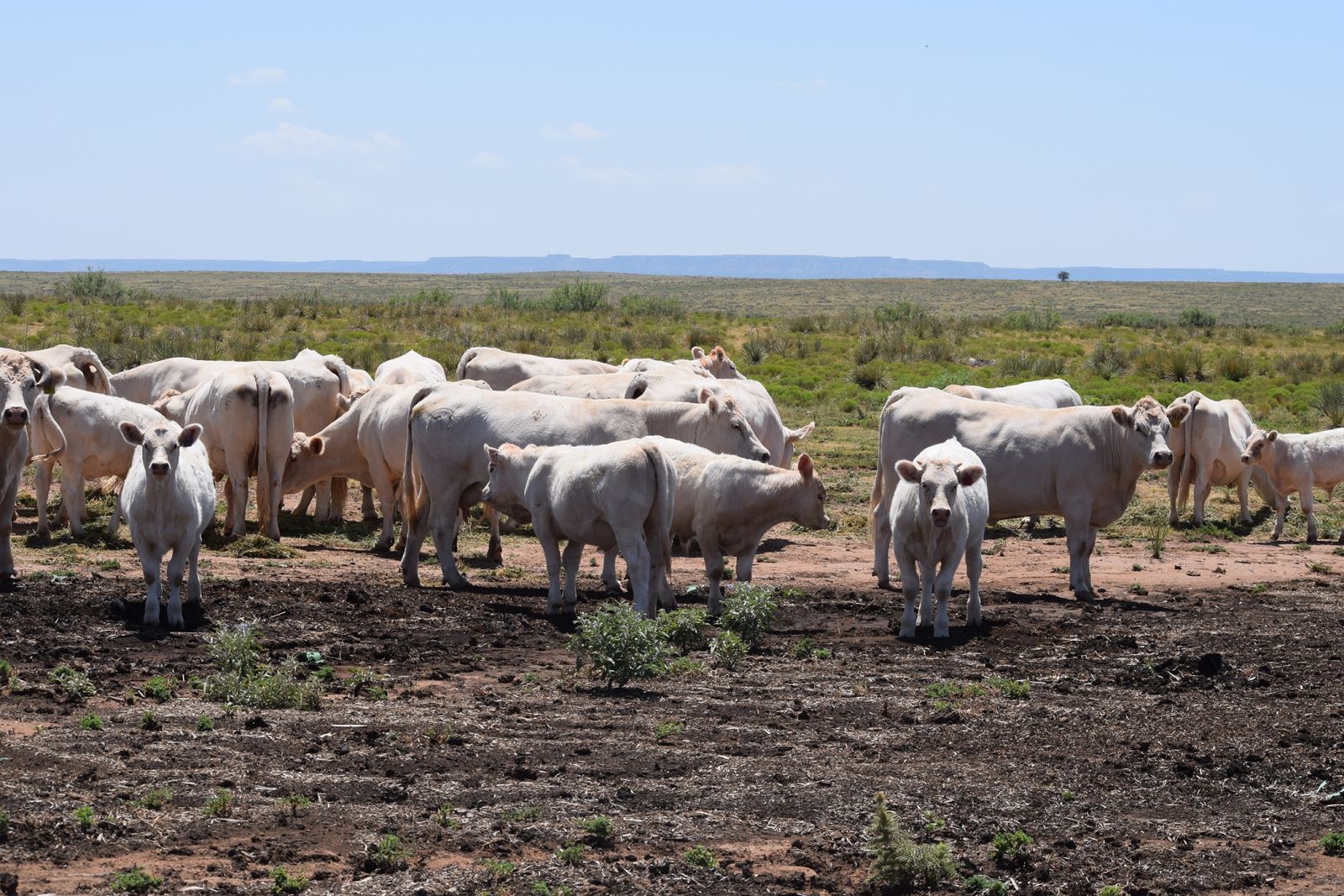 Charolais Pairs