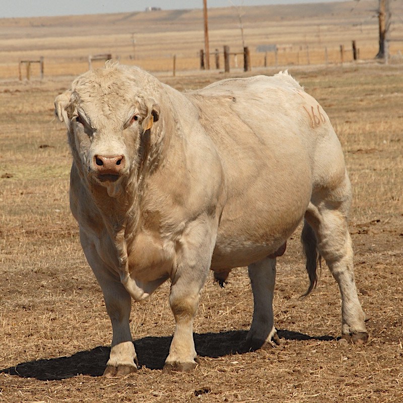 Charolais bull on pasture