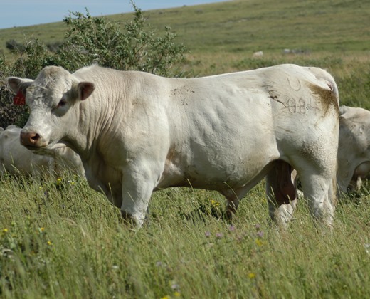 charolais herd sire photos