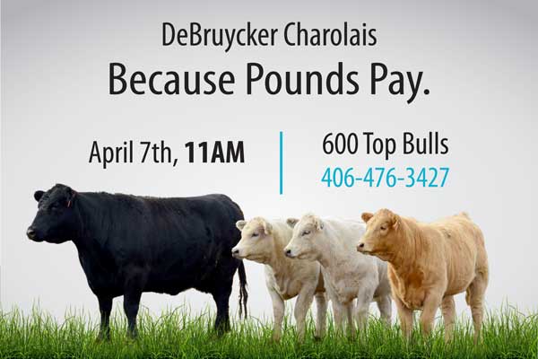 Charolais Bull Sale