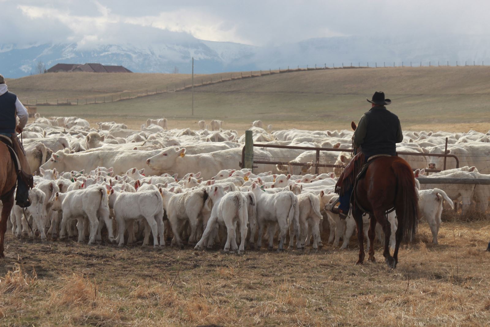 pick of herd sale of excellence