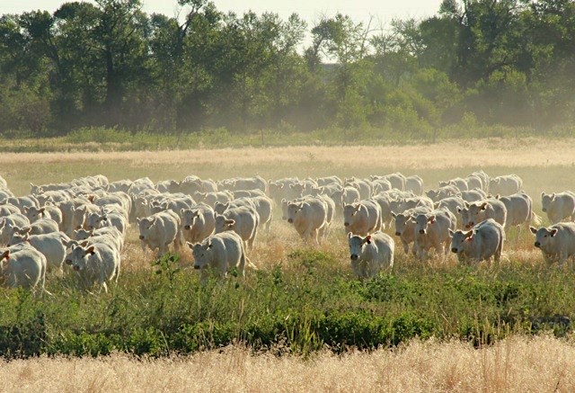 Quality genetics and herd uniformity