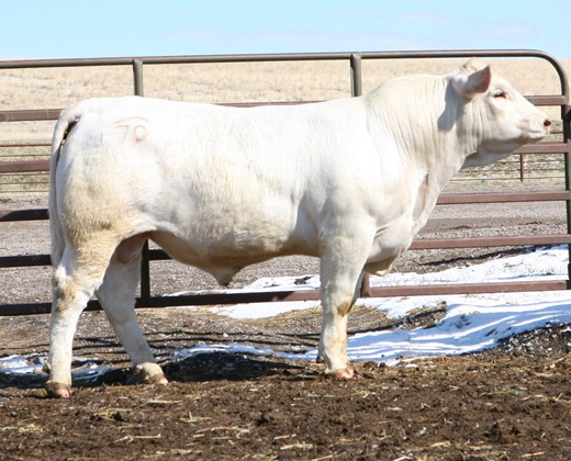 Charolais Bulls