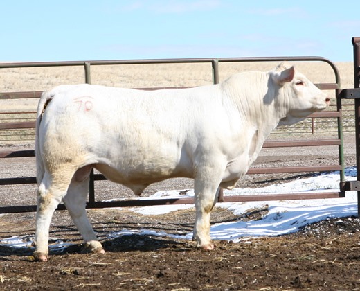 charolais herd sire photo