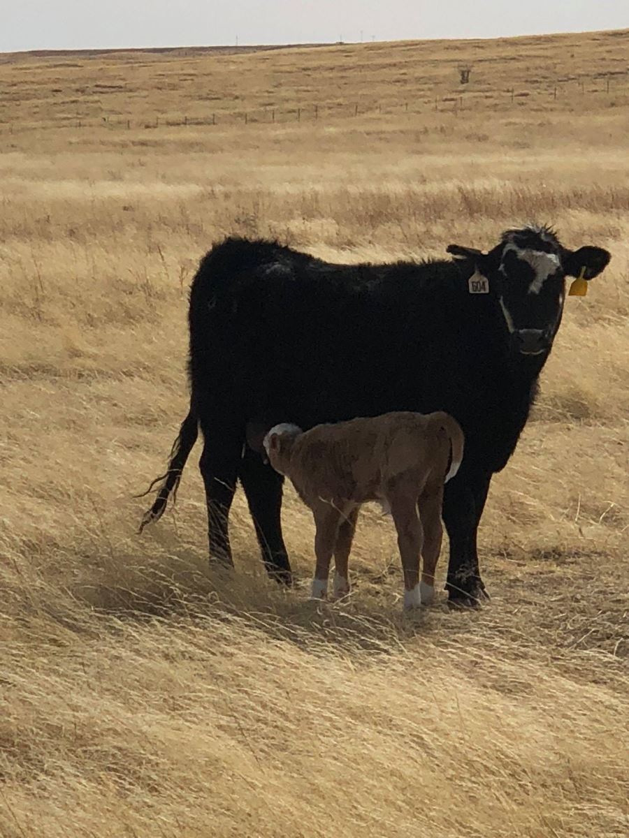 charolais cross calves