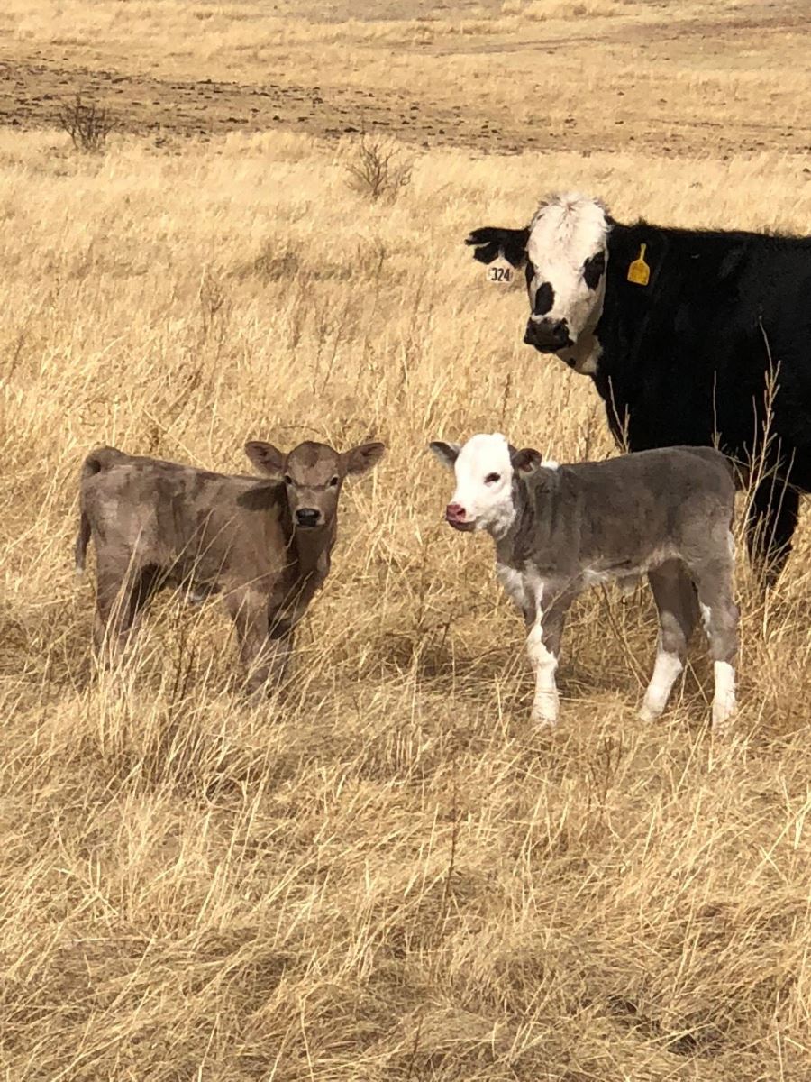 charolais cross calves