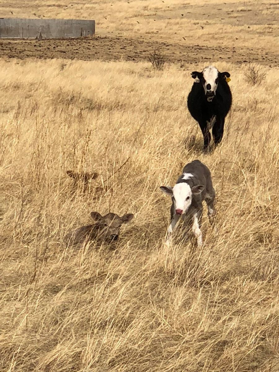 charolais cross calves