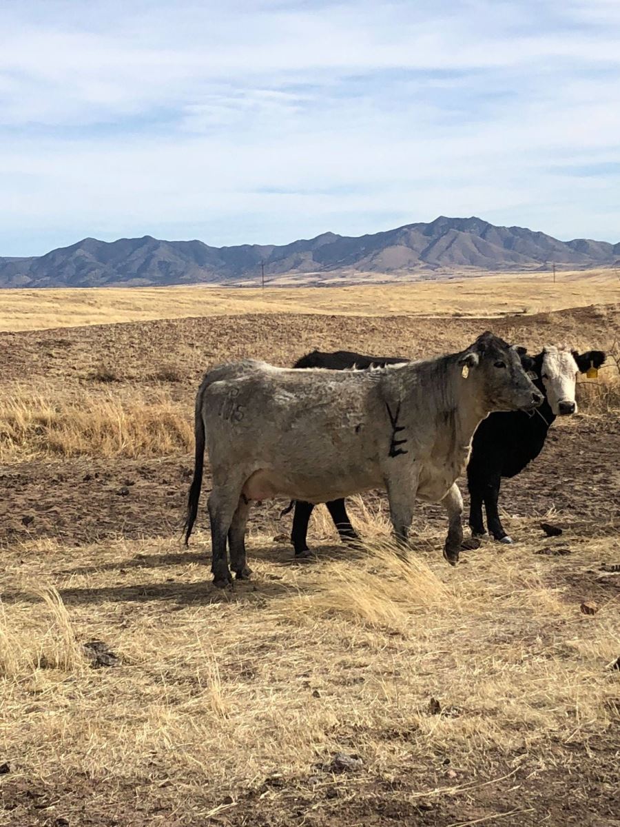 charolais cross heifer