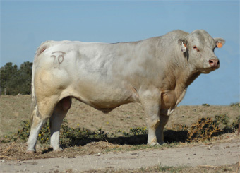 charolais breeders