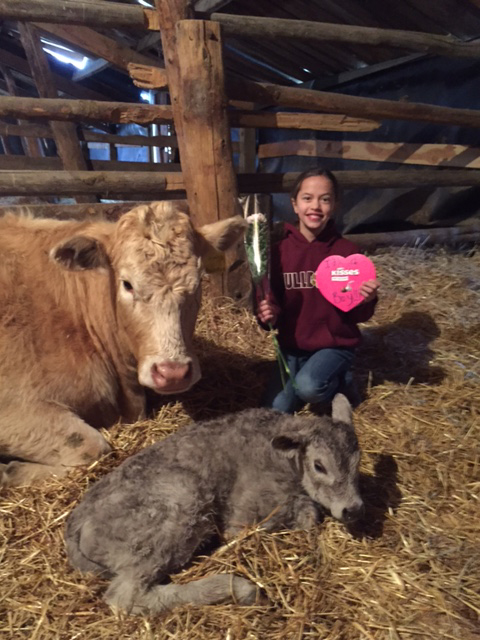 ranchers care for their cattle