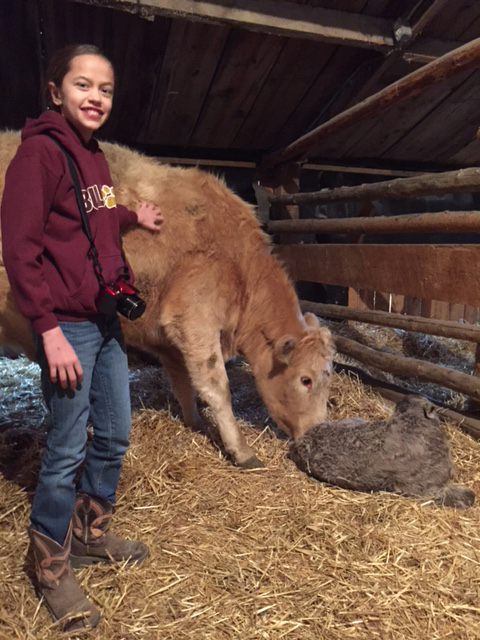 ranchers love their cattle