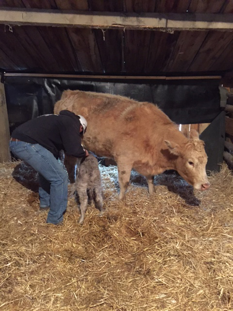 ranchers enjoy their cattle