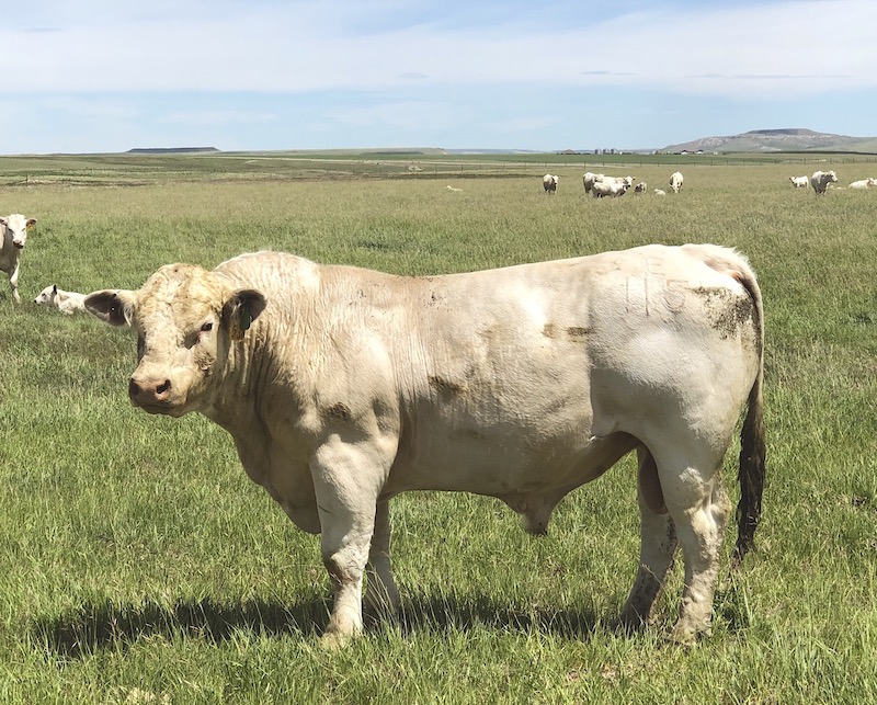 DeBruycker Charolais bull